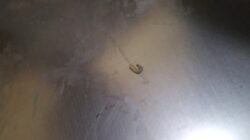 Makanan di SMP 5 Kembali Dikeluhkan Tidak Layak Konsumsi