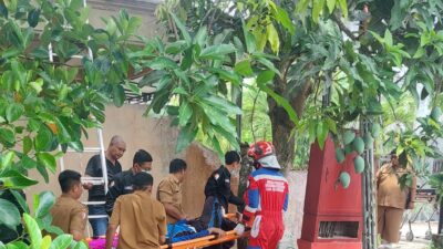 Warga Ngumpakdalem Pingsan Saat Panen Mangga, Damkar Bojonegoro Sigap Bertindak