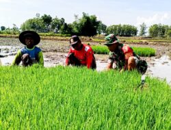 Babinsa Sumberrejo Bojonegoro Bantu Petani Kedungrejo Tanam Padi
