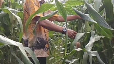 Usai Lebaran, Petani Muda Bojonegoro Kembali Geluti Lahan Hutan dan Minta Dukungan Pemerintah