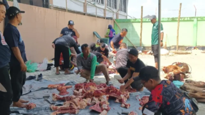 Lima sapi dan empat kambing hasil sumbangsih pegawai didistribusikan ke masyarakat yang membutuhkan