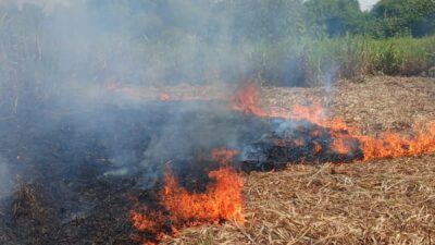 Lahan Tebu Terbakar di Dekat Permukiman Warga Tambakrejo, Kerugian Ditaksir Rp15 Juta