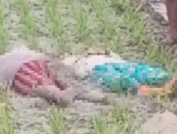 Ibu dan Anak Tewas Tersengat Listrik Jebakan Tikus di Sawah Kasiman